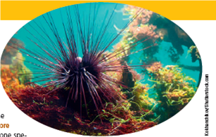 THREATS TO KELP FORESTS A kelp forest is composed of large concentrations of a seaweed called giant kelp. Anchored to the ocean floor, its long blades grow toward the sunlit surface waters (Figure 5.1, right). Under good conditions, the blades can grow 0.6 meter (2 feet) in a day and the plant can grow as tall as a tenstory building. The blades are very flexible and can survive all but the most violent storms and waves. Kelp forests are one of the most biologically diverse ecosystems found in marine waters, supporting large numbers of marine plants and animals. These forests help reduce shore erosion by blunting the force of incoming waves and trapping some of the outgoing sand. Sea urchins (Figure 5.A) prey on kelp plants. Large populations of these predators can rapidly devastate a kelp forest because they eat the bases of young kelp plants. Scientific studies by biologists, including James Estes of the University of California at Santa Cruz, indicate that the southern sea otter ( Core Case Study ) is a keystone species that helps to sustain kelp forests by controlling populations of sea urchins. A second threat to kelp forests is polluted water running off the land and into the coastal waters where kelp forests grow. The pollutants in this runoff include pesticides and herbicides that can kill kelp plants and other species and upset the food webs in these aquatic forests. Another runoff pollutant is fertilizer. Its plant nutrients (mostly nitrates) can cause excessive growth of algae and other plants, which block some of the sunlight needed to support the growth of giant kelp. FIGURE 5.A The purple sea urchin inhabits the coastal waters of the U.S. state of California and feeds on kelp. Some scientists warn that the warming of the world's oceans now presents a growing threat to kelp forests, which require fairly cool water. If coastal waters get warmer during this century, as projected by climate models, many or most of the California's coastal kelp forests could disappear. Critical Thinking List three ways in which we could reduce the degradation of giant kelp forest ecosystems.