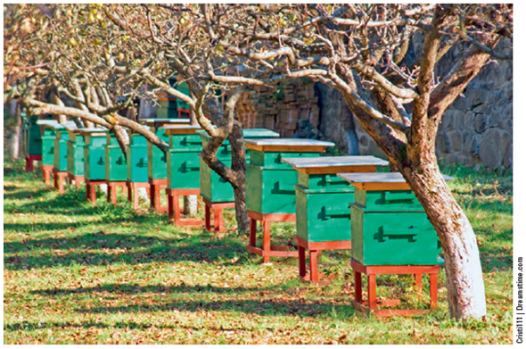 HONEYBEE LOSSES: A SEARCH FOR CAUSES  Each winter since 2006, 30-35% of the U.S. population of European honeybees has disappeared because of colony collapse disorder ( Core Case Study ). This problem also occurs in parts of Europe, China, and India. Scientific research has found a number of possible of reasons for this decline, including: •The varroa mite, a parasitic insect, can weaken and kill honeybee adults by feeding on their blood and larvae. It has killed millions of bees since it appeared in the U.S. in 1987-probably from infected bees imported from South America. •Harmful interactions between viruses and fungi found in European honeybees and in almost all bee colonies suffering from colony collapse disorder can kill bees by weakening their immune systems. •Pesticides. As honeybees forage for nectar, they can come into contact with insecticides that they sometimes carry back to their hives. Some research indicates that several types of widely used neonicotinoids, which are derived from nicotine that tobacco plants use as a natural insecticide, may play a role in CCD. These pesticides are deliberately incorporated into food plants so they end up in the nectar and pollen that the bees take back to their colonies. Some studies suggest that exposure to trace amounts of these chemicals can disrupt the nervous systems of bees, decrease their ability to find their way back to their hives, weaken their immune systems, and make them more susceptible to mites, viruses, and fungi. The explosive growth in the use of neonicotinoids since 2005 has roughly tracked the rise in CCD since 2006. Pesticide manufacturers deny that the levels of neonicotinoids and other pesticides that bees are exposed to are high enough to cause harm if the chemicals are used as directed. •Stress and poor nutrition, for some of the bees that are transported long distances around the United States for the industrial pollination business (Figure 8.A), can weaken the bees' immune systems and make them more vulnerable to death due to mites, viruses, fungi, and pesticides. •Lack of natural foraging areas. Widespread conversion of grasslands to crop fields has dramatically reduced the diversity of natural plants on which bees naturally thrive. The growing consensus among bee researchers is that the likely cause of colony collapse disorder is a combination of the often-interacting factors listed here. Some scientists see the decline of honeybees as an indicator of the environmental degradation of our life-support system. Critical Thinking  Can you think of some ways in which commercial beekeepers could lessen one or more of the threats described here? Explain.     FIGURE 8.A European honeybee hive boxes in an acacia orchard. Each year, commercial beekeepers rent and deliver several million hives by truck to farmers throughout the United States.