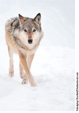 REINTRODUCING THE GRAY WOLF TO YELLOWSTONE NATIONAL PARK  Around 1800, at least 350,000 gray wolves (Figure 9.B) roamed over about three-quarters of America's lower 48 states, especially in the West. They survived mostly by preying on abundant bison, elk, caribou, and deer. However, between 1850 and 1900, most of them were shot, trapped, or poisoned by ranchers, hunters, and government employees, and they were driven to near extinction in the lower 48 states. Ecologists recognize the important role that this keystone predator species once played. In the Yellowstone National Park region, the wolves culled herds of bison, elk, moose, and mule deer, and kept down coyote populations. By leaving some of their kills partially uneaten, they provided meat for scavengers such as ravens, bald eagles, ermines, grizzly bears, and foxes. When the number of gray wolves declined, herds of plant-browsing elk, moose, and mule deer expanded and devastated the willow and aspen trees growing near streams and rivers. This led to increased soil erosion and to declining populations of other wildlife species such as beaver, which eat willow and aspen. This in turn affected species that depended on wetlands created by dam-building beavers. When Congress passed the U.S. Endangered Species Act in 1973, only a few hundred gray wolves remained outside of Alaska, primarily in Minnesota and Michigan. In 1974, the gray wolf was listed as an endangered species in the lower 48 states. In 1987, the U.S. Fish and Wildlife Service (USFWS) proposed reintroducing gray wolves into the Yellowstone National Park to try to help stabilize the ecosystem. The proposal brought angry protests from area ranchers who feared the wolves would leave the park and attack their cattle and sheep, and from hunters who feared the wolves would kill too many big-game animals. Mining and logging companies objected, fearing that the government shut would halt their operations on wolfpopulated federal lands. In 1995 and 1996, federal wildlife officials caught gray wolves in Canada and northwest Montana and relocated 41 of them in Yellowstone National Park. Scientists estimate that the longterm carrying capacity of the park is 110 to 150 gray wolves. By 2007, the park had 171 wolves, but that number had dropped to 82 by the end of 2012, for various reasons having to do mostly with the supply of prey for the wolves. Such population fluctuations are natural, according to the National Park Service. Wildlife ecologist Robert Crabtree and other scientists have been studying the effects of this reintroduction. They have put radio collars on most of the park's wolves to gather data and track their movements. They have also studied changes in vegetation and in the populations of various plant and animal species. Studies indicate that the return of this keystone predator has contributed to a decline in populations of elk, the wolves' primary food source. The leftovers of elk killed by wolves have also been an important food source for scavengers such as bald eagles and ravens. The wolves' presence, with a projected decline in elk numbers, was supposed to promote the regrowth of young aspen trees that elk feed on and had depleted. However, a 2010 study led by U.S. Geological Survey scientist Matthew Kauffman indicated that the aspen were not recovering despite a 60% decline in elk numbers. Declining populations of elk were also supposed to allow for the return of willow trees along streams. Research indicates that willows have only partly recovered. The wolves have cut in half the Yellowstone population of coyotes-the top predators in the absence of wolves. This has reduced coyote attacks on cattle from area ranches and has led to larger populations of small animals such as ground squirrels, mice, and gophers, which are hunted by coyotes, eagles, and hawks. Overall, this experiment has had some important ecological benefits for the Yellowstone ecosystem. However, some scientists hypothesize that the long-term absence of wolves led to a number of changes in plant and animal numbers and diversity that are difficult to reverse. The wolf reintroduction has produced economic benefits for the region. One of the main attractions of the park for many visitors is the hope of spotting wolves chasing their prey across its vast meadows. Between 1974 and 2012, the wolf population in the lower 48 states grew from around 100 to roughly 5,400 individuals. In 2013, the USFWS proposed removing the gray wolf from the U.S. endangered species list in the lower 48 states and turning over wolf protection responsibilities to state wildlife agencies. More than 750,000 Americans sent comments to the USFWS stating their opposition to this plan. Conservation groups plan to fight the proposal in court, arguing that it could lead to greatly increased killing of the ecologically important gray wolf. Critical Thinking  Do you think gray wolves should remain on the U.S. endangered species list? Explain.     FIGURE 9.B After becoming almost extinct in much of the western United States, the gray wolf was listed and protected as an endangered species in 1974.