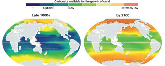 OCEAN ACIDIFICATION: THE OTHER CO<sub>2</sub> PROBLEM  By burning an increasingly large amount of carbon-containing fossil fuels, especially since 1950, we have added carbon dioxide (CO<sub>2</sub> ) to the atmosphere faster than it can be removed by the carbon cycle (see Figure 3.14, p. 53). Globally, CO<sub>2</sub> emissions have risen by about 45% between 1992 and 2013. Extensive research indicates that if we continue to increase CO<sub>2</sub> levels in the atmosphere, we will play a role in disrupting the earth's climate during this century. Another problem related to CO<sub>2</sub> emissions is ocean acidification, a change in ocean chemistry. The oceans have absorbed about one-fourth of the excess CO<sub>2</sub> that human activities have added to the atmosphere. When this absorbed CO<sub>2</sub> combines with ocean water, it forms carbonic acid (H<sub>2</sub> CO<sub>3</sub> ), a weak acid also found in carbonated drinks. As a result, the level of hydrogen ions (H + ) in the water rises, making the water less basic, while the level of carbonate ions (CO<sub>3</sub> 2? ) in the water drops because these ions react with hydrogen ions (H + ) to form bicarbonate ions (HCO<sub>3</sub> ? ). The problem is that many aquatic species, including phytoplankton, corals, sea snails, crabs, and oysters, use carbonate ions to produce calcium carbonate (CaCO<sub>3</sub> ), the main component of their shells and bones. As a result, in less basic waters, shell-building species and coral reefs grow more slowly (Figure 9.C), and when the hydrogen ion concentration of the surrounding seawater gets high enough, their calcium carbonate begins to dissolve. These effects will occur first in colder ocean waters, because they have a greater capacity for absorption of CO<sub>2</sub> from the atmosphere than warmer waters have. Since we began burning fossil fuels in large quantities during the Industrial Revolution of the 18th and 19th centuries, there has been a 30% rise in the average acidity (actually a 30% decrease in average basicity) of surface ocean water, according to a 2010 UNEP summary of research on this problem. A 2013 report prepared by 540 scientists from 37 countries projected that, by 2100, we could see a 170% drop in the average basicity of surface ocean water because of increasing acidity levels. The report also warned that this would reduce the ability of the oceans to help in regulating the rate of climate change by absorbing CO<sub>2</sub> , and that it could jeopardize the stability of marine ecosystems and lead to a loss of some $130 billion a year for the fishing industry. According to most marine scientists, the only way to slow these changes is through a quick and sharp reduction in the use of fossil fuels around the world, which would lessen the massive inputs of CO<sub>2</sub> into the air and from there into the ocean. We can also slow the rise of acidity levels in ocean waters by protecting and restoring mangrove forests, sea grasses, and coastal wetlands, because these aquatic systems take up and store some of the atmospheric CO<sub>2</sub> that is at the heart of this problem. Critical Thinking  How might widespread losses of some forms of marine aquatic life due to ocean acidification affect life on land? How might it affect your life? (Hint: Think food webs.)     FIGURE 9.C Calcium carbonate levels in ocean waters, calculated from historical data (left), and projected for 2100 (right). Colors shifting from blue to red indicate waters becoming less basic. Sources: Andrew G. Dickson, Scripps Institution of Oceanography, U.C. San Diego, and Sarah Cooley, Woods Hole Oceanographic Institution. Used by permission from National Geographic. National Geographic Maps/National Geographic Creative