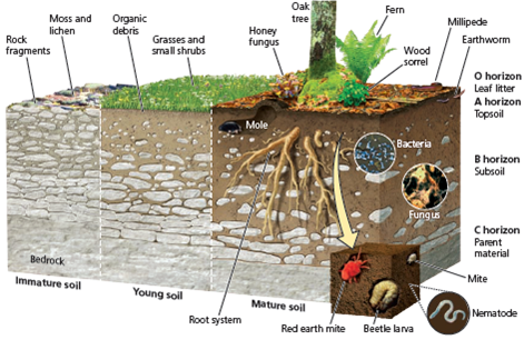 SOIL IS THE FOUNDATION OF LIFE ON LAND  S oil is a complex mixture of eroded rock, mineral nutrients, decaying organic matter, water, air, and billions of living organisms, most of them microscopic decomposers. Soil formation begins when bedrock is slowly broken down into fragments and particles by physical, chemical, and biological processes, called weathering. Figure 10.A shows profiles of different-aged soils. Soil, on which all terrestrial life depends, is one of the most important components of the earth's natural capital. It supplies most of the nutrients needed for plant growth and purifies and stores water. Organisms living in the soil remove carbon dioxide from the atmosphere and store it as organic carbon compounds, thereby helping to control the earth's climate as part of the carbon cycle (see Figure 3.14, p. 53). You might think of topsoil as something found only in farm fields, but it underlies all forests and grasslands, as well as croplands. Most soils that have developed over long periods of time, called mature soils, contain horizontal layers, or horizons (Figure 10.A), each with a distinct texture and composition that vary with different types of soils. Most mature soils have at least three of the four possible horizons. The roots of most plants and the majority of a soil's organic matter are concentrated in the soil's two upper layers, the O horizon of leaf litter and the A horizon of topsoil. In healthy soils, these two layers teem with bacteria, fungi, earthworms, and small insects, all interacting in complex food webs. Bacteria and other decomposer microorganisms, found by the billions in every handful of topsoil, break down some of the soil's complex organic compounds into a mixture of the partially decomposed bodies of dead plants and animals, called humus, and inorganic materials such as clay, silt, and sand. Soil moisture carrying these dissolved nutrients is drawn up by the roots of plants and transported through their stems and into their leaves as a key component of chemical cycling, the basis for one of the principles of sustainability. The B horizon (subsoil) and the C horizon (parent material) contain most of a soil's inorganic matter, mostly broken-down rock consisting of varying mixtures of sand, silt, clay, and gravel. Much of it is transported by water from the A horizon. The C horizon lies on a base of parent material, which is often bedrock.  The spaces, or pores, between the solid organic and inorganic particles in the upper and lower soil layers contain varying amounts of air (mostly nitrogen and oxygen gas) and water. Plant roots use the oxygen for cellular respiration. As long as the O and A horizons are anchored by vegetation, the soil layers as a whole act as a sponge, storing water and nutrients, and releasing them in a nourishing trickle. Although topsoil is a renewable resource, it is renewed very slowly, which means it can be depleted. Just 1 centimeter (0.4 inch) of topsoil can take hundreds of years to form, but it can be washed or blown away in a matter of weeks or months when we plow grassland or clear a forest and leave its topsoil unprotected. Critical Thinking  How does soil contribute to each of the four components of biodiversity described in Figure 4.2 (p. 65)?     ANIMATED FIGURE 10.A Generalized soil profile and formation of soil. Questions: What role do you think the tree in this figure plays in soil formation? How might the soil formation process change if the tree were removed? © 2016 Cengage Learning
