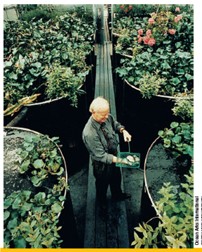 TREATING SEWAGE BY WORKING WITH NATURE  Some communities and individuals are seeking better ways to purify sewage by working with nature ( Concept 11.4 ). Biologist John Todd has developed an ecological approach to treating sewage, which he calls living machines (Figure 11.C). This purification process begins when sewage flows into a passive solar greenhouse or outdoor site containing rows of large open tanks populated by an increasingly complex series of organisms. In the first set of tanks, algae and microorganisms decompose organic wastes, with sunlight speeding up the process. Water hyacinths, cattails, bulrushes, and other aquatic plants growing in the tanks take up the resulting nutrients. After flowing though several of these natural purification tanks, the water passes through an artificial marsh made of sand, gravel, and bulrushes, which filters out algae and remaining organic waste. Some of the plants also absorb, or sequester, toxic metals such as lead and mercury and secrete natural antibiotic compounds that kill pathogens. Next, the water flows into aquarium tanks, where snails and zooplankton consume microorganisms and are in turn consumed by crayfish, tilapia, and other fish that can be eaten or sold as bait. After 10 days, the clear water flows into a second artificial marsh for final filtering and cleansing. The water can be made pure enough to drink by treating it with ultraviolet light or by passing the water through an ozone generator, usually immersed out of sight in an attractive pond or wetland habitat. Operating costs are about the same as those of a conventional sewage treatment plant. These systems are widely used on a small scale. However, they have been difficult to maintain on a scale large enough to handle the typical variety of chemicals in the sewage wastes from more-developed urban areas. More than 800 cities and towns around the world (150 in the United States) use natural or artificially created wetlands to treat sewage as a lowercost alternative to expensive waste treatment plants. For example, in Arcata, California-a coastal town of 18,000 people-scientists and workers created some 65 hectares (160 acres) of wetlands between the town and the adjacent Humboldt Bay. The marshes and ponds, developed on land that was once a dump, act as a natural waste treatment plant. The project cost was less than half the estimated price of a conventional treatment plant. This system returns purified water to Humboldt Bay, and the sludge that is removed is processed for use as fertilizer. The marshes and ponds also serve as an Audubon Society bird sanctuary, which provides habitats for thousands of seabirds, otters, and other marine animals. The town has even celebrated its natural sewage treatment system with an annual Flush with Pride festival. This approach and the living machine system developed by John Todd apply all three scientific principles of sustainability : using solar energy, employing natural processes to remove and recycle nutrients and other chemicals, and relying on a diversity of organisms and natural processes. Critical Thinking  Can you think of any disadvantages of using such a nature-based system instead of a conventional sewage treatment plant? Do you think any such disadvantages outweigh the advantages? Why or why not?     FIGURE 11.C Solutions: The Solar Sewage Treatment Plant in the U.S. city of Providence, Rhode Island, is an ecological wastewater purification system, also called a living machine. Biologist John Todd is demonstrating this ecological process he invented for purifying wastewater by using the sun and a series of tanks containing living organisms.