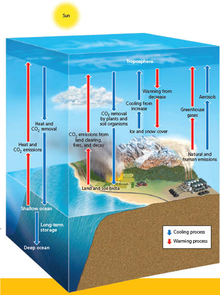 USING MODELS TO PROJECT FUTURE CHANGES IN ATMOSPHERIC TEMPERATURES  To project the effects of increasing levels of greenhouse gases on future average global temperatures, scientists have developed complex mathematical models that simulate our current understanding of interactions among incoming sunlight, clouds, landmasses, oceans, ocean currents, concentrations of greenhouse gases and air pollutants, and other factors within the earth's complex climate system. They run these continually improving models on supercomputers and compare the results to known past climate changes, from which they project future changes in the earth's average atmospheric temperature. Figure 15.A gives a greatly simplified summary of some of the key interactions in the global climate system. Such models provide projections of what is likely to happen to the average temperature of the lower atmosphere, based on available data and different assumptions about future changes such as CO<sub>2</sub> and CH 4 levels in the atmosphere. How well these projections match what actually happens in the real world depends on the validity of the assumptions, what variables are built into the models, and the accuracy of the data used. When most experts in a particular scientific field generally agree on a level of 90% certainty about a set of measurements or model results, they say that their projections are very likely to be correct; when the level of certainty reaches 95% (a rarity in science), they contend that their projections are extremely likely to be correct. In 1990, 1995, 2001, 2007, and 2014 the IPCC published reports on how global temperatures have changed in the past (Figures 15.18 and 15.19), how they are projected to change during this century, and how such changes are likely to affect the earth's climate. According to the 2014 IPCC report, based on analysis of past climate data and the use of more than two dozen climate models, it is extremely likely (95% certainty) that human activities, especially the burning of fossil fuels, have played the dominant role in the observed atmospheric warming since 1975 (Figure 15.19). The researchers based this conclusion on the fact that, after thousands of times running the models, the only way they can get the model results to match actual measurements is by including the human activities factor (Figure 15.B).         FIGURE 15.B Comparison of actual climate data with modeled projections for the period between 1860 and 2000 using natural factors only (left) and a combination of natural and human factors (right). Scientists have found that actual data match projections far more closely when human factors are included in the models. The current results of more than two dozen climate models now in use suggest that it is very likely (with at least 90% certainty) that the earth's mean surface temperature will increase by 1.5-4.5C° (2.7-8.1F°) between 2013 and 2100 (Figure 15.C), unless we can sharply reduce deforestation along with our emissions of CO<sub>2</sub> and other greenhouse gases. In 2014, climate researcher Michael E. Mann reported that the latest runs of key climate models indicated that the lower limit of the 2014 IPCC projected temperature increase should be raised from 1.5C° (2.7F°) tO<sub>2</sub>.5C° (4.5F°). While there is an extremely high degree of certainty (95%) that the atmosphere has been warming primarily due to human activities, there is also a high degree of uncertainty in climate model results about projected future changes in the average atmospheric temperature. This is indicated by the wide range of projected temperature changes in Figure 15.C and the range of the projected rise in sea level (see Figure 16, p. S48, in Supplement 5). Climate experts are working to reduce such uncertainty by learning more about how the earth's climate system works and by improving climate data and models. Despite their limitations, these models are the best and only tools that we have for projecting likely average atmospheric temperatures in coming decades. Critical Thinking  If the highest possible projected temperature increase shown in Figure 15.C takes place, what are three major ways in which this will likely affect your lifestyle and that of any children or grandchildren you eventually might have?     FIGURE 15.C Estimated changes (yellow area) and measured changes (black curve) in the average temperature of the atmosphere near the earth's surface between 1860 and 2013, and the projected range of temperature increase during the rest of this century. Compiled by the authors using data from U.S. National Academy of Sciences, National Center for Atmospheric Research, Intergovernmental Panel on Climate Change, and Hadley Center for Climate Prediction and Research.