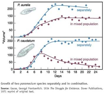 In a classic experiment on competition between species for a common food source, the Russian microbiologist G. F. Gause grew populations of different species of ciliated protozoans separately and together in an artificial culture medium. He counted the number of cells of each species and plotted the total volume of each population. The organisms were Paramecium caudatum and its close relative, Paramecium aurelia. He plotted the aggregate volume of cells rather than the total number in each population because P. caudatum is much larger than P. aurelia (this size difference allowed him to distinguish between them in a mixed culture). The graphs in this box show the experimental results. As we mentioned earlier in the text, this was one of the first experimental demonstrations of the principle of competitive exclusion. After studying these graphs, answer the following questions.     How do you read these graphs What is shown in the top and bottom panels