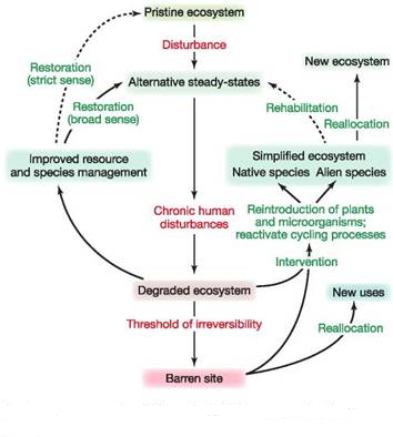 Figure 13.32 on p. 291 is a form of graphic representation we haven t used very often in this book. It's a concept map, or a twodimensional representation of the relationship between key ideas. It could also be considered a decision flowchart because it's an organized presentation of different policy options. This kind of chart shows how we might think about a situation, and suggests affinities and associations that might not otherwise be obvious. You might like to look at the introductory chapter of this book for more information about concept maps.     A model of ecosystem degradation and potential management options. Source: Data from Walker and Moral, 2003. Now replace the terms associated with the arrows between boxes with actions that cause changes in your particular biological community as well as restoration treatments that could accomplish the proposed restoration outcomes.