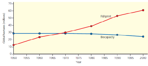 A fishprint provides a measure of a country's fish harvest in terms of area. The unit of area used in fishprint analysis is the global hectare (gha), a unit weighted to reflect the relative ecological productivity of the area fished. When compared with the fishing area's sustainable biocapacity (its ability to provide a stable supply of fish year after year, expressed in terms of yield per area), its fishprint indicates whether the country's annual fishing harvest is sustainable. The fishprint and biocapacity are calculated using the following formulas: Fishprint in (gha) = metric tons of fish harvested per year/productivity in metric tons per hectare × weighting factor Biocapacity in (gha) = sustained yield of fish in metric tons per year/productivity in metric tons per hectare × weighting factor     Based on the graph, a. What is the current status of the global fisheries with respect to sustainability  b. In what year did the global fishprint begin to exceed the biological capacity of the world's oceans  c. By how much did the global fishprint exceed the biological capacity of the world's oceans in 2000