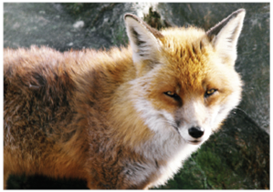 FOXES GUARDING THE HENHOUSE? The Sarbanes-Oxley Act, which the United States enacted in an atmosphere of extraordinary agitation in 2002, is one of the most influential-and controversial- pieces of corporate legislation ever to have hit a statute book. Its original aim, on the face of it, was modest: to improve the accountability of managers to shareholders, and [then] calm the raging crisis of confidence in American capitalism aroused by scandals at Enron, WorldCom, and other companies. The law's methods, however, were anything but modest, and its implications … are going to be far-reaching. The cost of all this [new oversight] is steep. A survey by Financial Executives International, an association of top financial executives, found that companies paid an average of $2.4 million more for their audits [in 2004] than they had anticipated (and far more than the statute's designers had envisaged). … This result underlines a notable and unintended consequence of the legislation: it has provided a bonanza for accountants and auditors-a profession thought to be much at fault in the scandals that inspired the law, and which the statute sought to rein in and supervise. Already reduced in number by consolidation and the demise of Arthur Andersen, the big accounting firms are now known more often as the Final Four than the Big Four, since any further reduction is thought unlikely. WHO'S LOOKING OUT FOR THE LITTLE GUY? Smaller companies without access to the internal resources (or funds to pay for external resources) to comply with Sarbanes-Oxley are being particularly hard-hit by the legislation, even though the transgressions that prompted the statute in the first place came from large, publicly traded organizations. This is not to suggest that smaller firms don't face their own ethical problems-it just seems that they are expected to carry an administrative burden that is equal to that of their much larger counterparts. NOT VERY NEIGHBORLY Sarbanes-Oxley applies to all companies that issue securities under U.S. federal securities statutes, whether headquartered within the United States or not. Thus, in addition to U.S.-based firms, approximately 1,300 foreign firms from 59 countries fall under the law's jurisdiction. Reactions to SOX from this quarter were swift. Some foreign companies that had previously contemplated offering securities in the U.S. market reconsidered in light of the conflicts they believe SOX created. For example, in October 2002, Porsche AG announced it would not list its shares on the New York Stock Exchange. A company press release identified the passage of SOX as the critical factor for this decision and singled out CEO and CFO certification of financial statements for criticism. After recounting the process Porsche uses to prepare, review, and approve its financial reports, the release concluded that any special treatment of the Chairman of the Board of Management [i.e., Porsche's CEO] and the Director of Finance would be illogical because of the intricate network within which the decision-making process exists; it would be irreconcilable with German law.   If there were more than four large accounting firms in the marketplace, would that make the decision more ethical? Explain your answer. Source: The Economist, A Price Worth Paying? May 19, 2005.<div style=padding-top: 35px> 