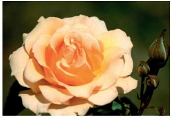 JACKSON PERKINS  www.jacksonandperkins.com Facts: • 1872: Founded • 1901: Sold first hybridized rose • 1939: Began selling using mail order • 1960s: Moved growing operations to California • 2013: Shipped more than 2 million roses and plants    The Jackson Perkins Company was founded in 1872 to wholesale strawberry and grape plants. But it quickly found its specialty in roses. Today, the firm's research scientists grow and evaluate more than 300,000 rose seedlings each year. It takes 7 to 10 years of hybridizing work to find a handful of the best and hardiest new varieties of roses. In order to help sell flowers, marketing at Jackson Perkins has given fun or recognizable names to specific hybridized roses, including Sweet Intoxication and Pope John Paul II. Barbara Wiffy at Rose Gardens does not grow her own roses. Rather, she buys them from Jackson Perkins Wholesale, Inc., marks up the prices of the roses, and then sells them to her customers. Rose Gardens is an established customer that buys a lot of roses. Wiffy often places several orders with the company during a month but usually only makes one or two electronic payments to them each month. Following are copies of Rose Gardens' check register for the month and also the bank statement. Help Wiffy reconcile the business account to see what other charges should be added and subtracted from her balance and see if there are any errors in her check register. Check Register-Rose Gardens        So, Wiffy's check register balances this month. The only items not recorded in her check register were the bank fee of $8.95 and the interest credit of $.57. She was relieved that none of her customer checks bounced since she often has 1 or 2 bounced checks each month.