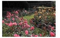 CREDIT-CARD DEPOSITS Rose Gardens does most of its business on the Internet and accepts credit cards. In a recent period, the business had the following credit-card charges and credits. (See Examples.)  Find the Fees and Net Deposit on Cedit-Card Sales     Here are some credit-card sales and credit-card refunds made one afternoon at Rose Gardens. Find the total credit-card sales, the total-credit card refunds, and the net credit-card sales. Then find the bank fee charged, assuming a fee of 2, of the net credit-card sales. Finally, find the amount deposited to Rose Garden's checking account. CASE IN POINT    SOLUTION  Adding the numbers given above results in credit-card sales of $1431.97 and credit-card refunds of $129.78. Then find the net credit-card sales as follows.     The bank fee is 2% of net credit card sales.     Finally, find the amount deposited to Rose Garden's checking account.             Find the amount of the credit given to Rose Gardens after the fee is subtracted. __________