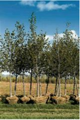 INVENTORY PURCHASE Forest Nursery needs to borrow $9500 on February 1 to buy additional inventory and will repay the loan on July 15. Interest charges for State Bank and First National Bank are $480 and $443.60, respectively. Find the rate for (a) the State Bank loan _____________and (b) the First National Bank loan. _____________