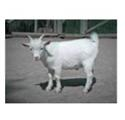 Solve the following application problems and use the table to find the annual percentage rate.  GOAT CHEESE Toni Smith wants to produce goat cheese and needs $120,000 to purchase 400 goats. He pays $30,000 down and finances the balance with 24 monthly payments of $4253.44. Find (a) the total installment cost _________ and (b) the annual percentage rate. _________   