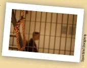 The Needs of the Many The governor has contacted you, asking for your professional opinion. She has read a paper by criminologists William Bowers and Glenn Pierce, who argue that far from being a deterrent, capital punishment actually produces more violence than it prevents; they label this the brutalization effect. Executions, they say, actually increase murder rates because they raise the general violence level in society and because violence-prone people identify with the executioner, not with the target of the death penalty. Consequently, when violence-prone people are confronted or their authority is challenged, they execute their challengers in the same manner that the state executes people who violate its rules. The state is just about to execute a notorious serial killer who has been convicted of the murder of 10 young women. On the one hand, the victims' families demand justice for the death of their loved ones and want this man dead. On the other hand, assuming that the brutalization effect is valid, the killer's execution will actually mean an increase in the state's murder rate.   The governor wants you to help her answer the age-old question: Do the needs of the many outweigh the needs of the few? Address her problem in a three-page memo that she can use to bolster her final decision: let the execution take place or grant clemency, which would mean a life sentence for the killer.<div style=padding-top: 35px> 