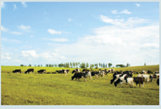 RIGGING THE MARKET FOR MILK Applicable Concept: price supports    Each year the milk industry faces an important question: What does the federal government plan to do about its dairy price support program, which has helped boost farmers' income since 1949? Under the price support program, the federal government agrees to buy storable milk products, such as cheese, butter, and dry milk. If the farmers cannot sell all their products to consumers at a price exceeding the price support level, the federal government will purchase any unsold grade A milk production. Although staterun dairy commissions set their own minimum prices for milk, state price supports closely follow federal levels and are kept within 3 percent of levels in bordering states to reduce interstate milk price competition. Members of Congress who advocate changes in the price support programs worry that milk surpluses are costing taxpayers too much. Each year the federal government pays billions of dollars to dairy farmers for milk products held in storage at a huge cost. Moreover, the problem is getting worse because the federal government encourages dairy farmers to use ultramodern farming techniques to increase the production per cow. Another concern is that the biggest government price support checks go to the largest farmers, while the number of dairy farmers continues to decline. Congress is constantly seeking a solution to the milk price support problem. The following are some of the ideas that have been considered: • Freeze the current price support level. This prospect dismays farmers, who are subject to increasing expenses for feed, electricity, and other resources.    • Eliminate the price supports gradually in yearly increments over the next five years. This would subject the milk market to the price fluctuations of the free market, and farmers would suffer some bad years from low milk prices. • Have the Department of Agriculture charge dairy farmers a tax of 50 cents for each 100 pounds of milk they produce.    The farmers oppose this approach because it would discourage production and run small farmers out of business. • Have the federal government implement a whole herd buyout program. The problem is that using taxpayers' money to get farmers out of the dairy business pushes up milk product prices and rewards dairy farmers who own a lot of cows. Besides, what does the government do with the cows after it purchases them? Finally, opponents of the dairy price support program argue that the market for milk is inherently a competitive industry and that consumers and taxpayers would be better served without government price supports for milk. Draw a supply and demand graph to illustrate the problem described in the case study, and prescribe your own solution.