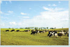 RIGGING THE MARKET FOR MILK Applicable Concept: price supports    Each year the milk industry faces an important question: What does the federal government plan to do about its dairy price support program, which has helped boost farmers' income since 1949? Under the price support program, the federal government agrees to buy storable milk products, such as cheese, butter, and dry milk. If the farmers cannot sell all their products to consumers at a price exceeding the price support level, the federal government will purchase any unsold grade A milk production. Although staterun dairy commissions set their own minimum prices for milk, state price supports closely follow federal levels and are kept within 3 percent of levels in bordering states to reduce interstate milk price competition. Members of Congress who advocate changes in the price support programs worry that milk surpluses are costing taxpayers too much. Each year the federal government pays billions of dollars to dairy farmers for milk products held in storage at a huge cost. Moreover, the problem is getting worse because the federal government encourages dairy farmers to use ultramodern farming techniques to increase the production per cow. Another concern is that the biggest government price support checks go to the largest farmers, while the number of dairy farmers continues to decline. Congress is constantly seeking a solution to the milk price support problem. The following are some of the ideas that have been considered: • Freeze the current price support level. This prospect dismays farmers, who are subject to increasing expenses for feed, electricity, and other resources.    • Eliminate the price supports gradually in yearly increments over the next five years. This would subject the milk market to the price fluctuations of the free market, and farmers would suffer some bad years from low milk prices. • Have the Department of Agriculture charge dairy farmers a tax of 50 cents for each 100 pounds of milk they produce.    The farmers oppose this approach because it would discourage production and run small farmers out of business. • Have the federal government implement a whole herd buyout program. The problem is that using taxpayers' money to get farmers out of the dairy business pushes up milk product prices and rewards dairy farmers who own a lot of cows. Besides, what does the government do with the cows after it purchases them? Finally, opponents of the dairy price support program argue that the market for milk is inherently a competitive industry and that consumers and taxpayers would be better served without government price supports for milk. Which proposal do you think best serves the interests of small dairy farmers? Why?