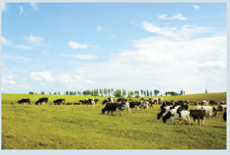 RIGGING THE MARKET FOR MILK Applicable Concept: price supports    Each year the milk industry faces an important question: What does the federal government plan to do about its dairy price support program, which has helped boost farmers' income since 1949? Under the price support program, the federal government agrees to buy storable milk products, such as cheese, butter, and dry milk. If the farmers cannot sell all their products to consumers at a price exceeding the price support level, the federal government will purchase any unsold grade A milk production. Although staterun dairy commissions set their own minimum prices for milk, state price supports closely follow federal levels and are kept within 3 percent of levels in bordering states to reduce interstate milk price competition. Members of Congress who advocate changes in the price support programs worry that milk surpluses are costing taxpayers too much. Each year the federal government pays billions of dollars to dairy farmers for milk products held in storage at a huge cost. Moreover, the problem is getting worse because the federal government encourages dairy farmers to use ultramodern farming techniques to increase the production per cow. Another concern is that the biggest government price support checks go to the largest farmers, while the number of dairy farmers continues to decline. Congress is constantly seeking a solution to the milk price support problem. The following are some of the ideas that have been considered: • Freeze the current price support level. This prospect dismays farmers, who are subject to increasing expenses for feed, electricity, and other resources.    • Eliminate the price supports gradually in yearly increments over the next five years. This would subject the milk market to the price fluctuations of the free market, and farmers would suffer some bad years from low milk prices. • Have the Department of Agriculture charge dairy farmers a tax of 50 cents for each 100 pounds of milk they produce.    The farmers oppose this approach because it would discourage production and run small farmers out of business. • Have the federal government implement a whole herd buyout program. The problem is that using taxpayers' money to get farmers out of the dairy business pushes up milk product prices and rewards dairy farmers who own a lot of cows. Besides, what does the government do with the cows after it purchases them? Finally, opponents of the dairy price support program argue that the market for milk is inherently a competitive industry and that consumers and taxpayers would be better served without government price supports for milk. Which proposal do you think best serves the interests of consumers? Why?