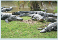 RECESSION TAKES A BITE OUT OF GATOR PROFITS Applicable Concepts: short-run and long-run competitive equilibrium In the late 1980s, many farmers who were tired of milking cows, roping steers, and slopping hogs decided to try their hand at a new animal. Anyone feeding this animal, however, could require a gun for protection. Prior to the late 1970s, alligators were on the endangered species list. Under this protection, their numbers grew so large that wandering alligators became pests in Florida neighborhoods and police were exhausted from chasing them around. Consequently, the ban on hunting was removed, and shrewd entrepreneurs began seeking big profits by turning gators into farm animals. In fact, gator farming became one of Florida's fastest-growing businesses. The gators spawned several hot industries. The lizard look came back into vogue, and the fashionable sported gator-skin purses, shoes, and belts. Chic didn't come cheap. In New York, gator cowboy boots sold for $1,800, and attaché cases retailed for $4,000. And you could order gator meat at trendy restaurants all along the East Coast. Why not gator? asked Red Lobster spokesman Dick Monroe. Today's two-income households are looking for more variety. And they think it's neat to eat an animal that can eat them. To meet the demand, Florida doubled the number of its licensed alligator farms compared to the previous four years when they functioned almost entirely as tourist attractions. In 1985, Florida farmers raised 37,000 gators; in 1986, that figure increased by 50 percent. Revenues soared as well. Frank Godwin, owner of Gatorland in Orlando, netted an estimated $270,000 from the 1,000 animals he harvested annually. Improved technology was applied to gator farming in order to boost profits even higher. Lawler Wells, for example, owner of Hilltop Farms in Avon Park, raised 7,000 gators in darkened hothouses that accelerated their growth. Seven years later, a 1993 article in The Washington Post continued the gator tale: During the late 1980s, gator ranching was booming, and the industry was being compared to a living gold mine. People rushed into the industry. Some farmers became temporarily rich. In 1995, a USA Today interview with a gator hunter provided evidence of long-run equilibrium: Armed with a pistol barrel attached to the end of an 8-foot wooden pole, alligator hunter Bill Chaplin fires his 'bank stick' and dispatches a six-footer with a single round of.44 magnum ammunition. What's in it for him? Financially, very little. At $3.50 a pound for the meat and $45 a foot for the hide, an alligator is worth perhaps $100 a foot. After paying for skinning and processing, neither hunter nor landowner gets rich. A 2000 article in The Dallas Morning News provided further evidence: Mark Glass, who began raising gators in 1995 south of Atlanta stated, I can honestly say I haven't made any money yet, but I hope that's about to change. And a 2003 article from Knight Ridder/Tribune Business News gave a pessimistic report for Florida: Revenue from alligator harvesting has flattened in recent years, despite Florida's efforts to promote the alligator as part of a viable 'aquaculture' industry. It's a tough business. And beginning in 2009, alligator skin bags, belts, shoes, watch straps, and purses were victims of the recession. As a result, many alligator farms were overrun with an unprecedented surplus of unsold alligators and falling prices. Wayne Sagrera, co-owner of Vermilion Gator Farm near Lafayette, Louisiana, stated We can't invest in eggs if the demand is not there. They're just not selling. Finally, a 2014 article in The Charlotte Observer provides further evidence on the alligator market. In Florida, where alligator farming has been allowed since 1977, there are 65 licensed farms, but only 10 where active in 2012, according to the Florida Fish and Wildlife Conservation Commission. Draw short-run firm and industry competitive equilibriums for a perfectly competitive gator-farming industry before the number of alligator farms in Florida doubled. For simplicity, assume the gator farm is earning zero economic profit. Then show the short-run effect of an increase in demand for alligators.