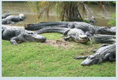 RECESSION TAKES A BITE OUT OF GATOR PROFITS Applicable Concepts: short-run and long-run competitive equilibrium   In the late 1980s, many farmers who were tired of milking cows, roping steers, and slopping hogs decided to try their hand at a new animal. Anyone feeding this animal, however, could require a gun for protection. Prior to the late 1970s, alligators were on the endangered species list. Under this protection, their numbers grew so large that wandering alligators became pests in Florida neighborhoods and police were exhausted from chasing them around. Consequently, the ban on hunting was removed, and shrewd entrepreneurs began seeking big profits by turning gators into farm animals. In fact, gator farming became one of Florida's fastest-growing businesses. The gators spawned several hot industries. The lizard look came back into vogue, and the fashionable sported gator-skin purses, shoes, and belts. Chic didn't come cheap. In New York, gator cowboy boots sold for $1,800, and attaché cases retailed for $4,000. And you could order gator meat at trendy restaurants all along the East Coast. Why not gator? asked Red Lobster spokesman Dick Monroe. Today's two-income households are looking for more variety. And they think it's neat to eat an animal that can eat them. To meet the demand, Florida doubled the number of its licensed alligator farms compared to the previous four years when they functioned almost entirely as tourist attractions. In 1985, Florida farmers raised 37,000 gators; in 1986, that figure increased by 50 percent. Revenues soared as well. Frank Godwin, owner of Gatorland in Orlando, netted an estimated $270,000 from the 1,000 animals he harvested annually. Improved technology was applied to gator farming in order to boost profits even higher. Lawler Wells, for example, owner of Hilltop Farms in Avon Park, raised 7,000 gators in darkened hothouses that accelerated their growth.   Seven years later, a 1993 article in The Washington Post continued the gator tale: During the late 1980s, gator ranching was booming, and the industry was being compared to a living gold mine. People rushed into the industry. Some farmers became temporarily rich. In 1995, a USA Today interview with a gator hunter provided evidence of long-run equilibrium: Armed with a pistol barrel attached to the end of an 8-foot wooden pole, alligator hunter Bill Chaplin fires his 'bank stick' and dispatches a six-footer with a single round of.44 magnum ammunition. What's in it for him? Financially, very little. At $3.50 a pound for the meat and $45 a foot for the hide, an alligator is worth perhaps $100 a foot. After paying for skinning and processing, neither hunter nor landowner gets rich. A 2000 article in The Dallas Morning News provided further evidence: Mark Glass, who began raising gators in 1995 south of Atlanta stated, I can honestly say I haven't made any money yet, but I hope that's about to change. And a 2003 article from Knight Ridder/Tribune Business News gave a pessimistic report for Florida: Revenue from alligator harvesting has flattened in recent years, despite Florida's efforts to promote the alligator as part of a viable 'aquaculture' industry. It's a tough business. And beginning in 2009, alligator skin bags, belts, shoes, watch straps, and purses were victims of the recession. As a result, many alligator farms were overrun with an unprecedented surplus of unsold alligators and falling prices. Wayne Sagrera, co-owner of Vermilion Gator Farm near Lafayette, Louisiana, stated We can't invest in eggs if the demand is not there. They're just not selling. Finally, a 2014 article in The Charlotte Observer provides further evidence on the alligator market. In Florida, where alligator farming has been allowed since 1977, there are 65 licensed farms, but only 10 where active in 2012, according to the Florida Fish and Wildlife Conservation Commission. Assuming gator farming is perfectly competitive; explain the long-run competitive equilibrium condition for the typical gator farmer and the industry as a whole.