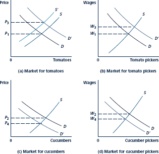 Why are there two supply curves in Figure (a)? How does this illustrate feedback effects? Why would a partial equilibrium analysis of the effect of an increase in demand for tomatoes from D to D' give the wrong answer? Initially, the market for tomatoes is in equilibrium (at P1), as are the markets for tomato pickers, cucumbers, and cucumber pickers. An increase in demand for tomatoes disturbs these equilibria. Virtually all the supply and demand curves shift in the process of establishing a new general equilibrium.
