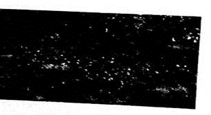 Agriculture: Apple Trees The following data represent trunk circumferences (in mm) for a random sample of 60 four-year-old apple trees at East Mulling Agriculture Research Station in England (Reference: S. C. Pearce, University of Kent at Canterbury). Note: These data are also available for download at the Online Study Center.     (a) Make a frequency table with seven classes showing class limits class boundaries, midpoints, frequencies, and relative frequencies (b) Draw a histogram (c) Draw a relative-frequency histogram. (d) Identify the shape of the distribution. (e) Draw an ogive.   