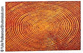 Archaeology: Tree-Ring Data The Sand Canyon Archaeological Project, edited by W. D. Lipe and published by Crow Canyon Archaeological Center, contains the stem-and-leaf diagram shown in Figure 2-19. The study uses tree rings to accurately determine the year in which a tree was cut. The figure gives the tree-ring-cutting dates for samples of timbers found in the architectural units at Sand Canyon Pueblo. The text referring to the figure says, The three-digit numbers in the left column represent centuries and decades A.D. The numbers to the right represent individual years, with each number derived from an individual sample. Thus, 124|2 2 2 represents three samples dated to A.D. 1242. Use Figure 2-19 and the verbal description to answer the following questions. (a) Which decade contained the most samples (b) How many samples had a tree-ring-cutting date between 1200 A.D. and 1239 A.D., inclusive (c) What are the dates of the longest interval during which no tree-cutting samples occurred What might this indicate about new construction or renovation of the pueblo structures during this period The Sand Canyon Archaelogical Project Tree-Ring-Cutting Dates from Architectural Units of Sand Canyon Pueblo: The Sand Canyon Archaeological Project.