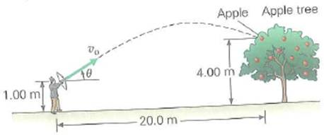 This time, William Tell is shooting at an apple that hangs on a tree (Fig.). The apple is a horizontal distance of 20.0 m away and at a height of 4.00 m above the ground. If the arrow is released from a height of 1.00 m above the ground and hits the apple 0.500 s later, what is the arrow's initial velocity      FIGURE Hit the apple See Exercise. (Not drawn to scale.)