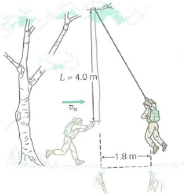 A hiker plans to swing on a rope across a ravine in the mountains, as illustrated in Fig. and to drop when she is just above the far edge. (a) At what horizontal speed should she be moving when she starts to swing (b) Below what speed would she be in danger of falling into the ravine Explain.     FIGURE Can she make it See Exercise.