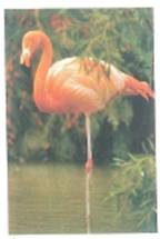 Figure shows a flamingo standing on one of its two legs, with its other leg lifted. What can you say about the location of the flamingo's center of mass      FIGURE Delicate balance See Conceptual Question.