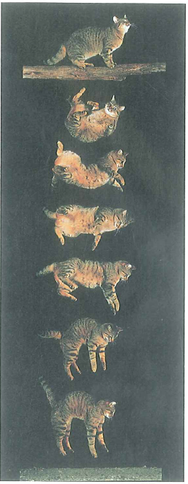 Cats usually land on their feet when they fall, even if held upside down when dropped (Fig.). While a cat is falling, there is no external torque and its center of mass falls as a particle. How can cats turn themselves over while falling      FIGURE A double rotation See Conceptual Question.