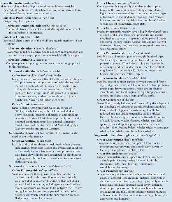 Traditional classification systems reflect a taxonomic hierarchy in which organisms are grouped into ever-broadening categories based on shared characteristics and evolutionary relationships. Evolutionary biologists have described three domains of living organisms. Taxonomists sort out the diversity within these domains by assembling organisms into groups that include a single ancestor and all descendants of that ancestor. These monophyletic groups provide a complete history of an animal lineage. Why are derived characteristics more useful in establishing evolutionary relationships than are shared characteristics? Use two subgroups of mammals to illustrate your answer (see table 22.1). For example, compare horses (order Perissodactyla) and camels (order Artiodactyla). TABLE 22.1 CLASSIFICATION OF LIVING MAMMALS   *Selected eutherian orders are described.