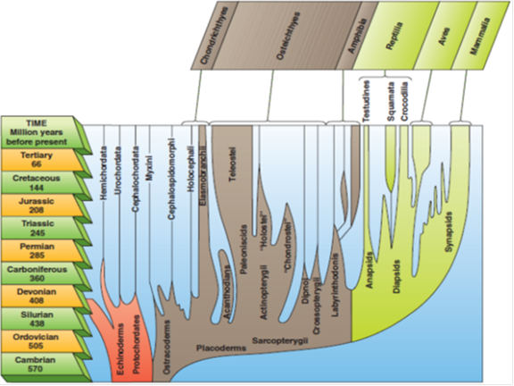 Construct a cladogram, similar to that shown in figure 7.6, using your hypothetical animals from questions 2 and 3. Make drawings of your animals. FIGURE 7.6 Phylogenetic Tree Showing Vertebrate Phylogeny. A phylogenetic tree derived from evolutionary systematics depicts the degree of divergence since branching from a common ancestor, which is indicated by the time periods on the vertical axis. The width of the branches indicates the number of recognized genera for a given time period. Note that this diagram shows the birds (Aves) as being closely related to the reptiles (Reptilia), and both groups as having class-level status.