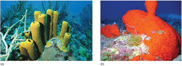 Multicellularity arose approximately 600 million years ago. The evolutionary events leading to multicellularity are largely unknown. The coenocytial hypothesis is the idea that multi-cellularity may have arisen by the formation of cell boundaries in a large coenocytic protist. The colonial hypothesis is the idea that multicellularity may have arisen as dividing cells remained together. Similarities of choanoflagellate protists and sponge choanocytes, and between choanoflagellate and animal genes, suggest close evolutionary ties between these protists and animals. FIGURE 9.3 Phylum Porifera. Many sponges are brightly colored with hues of red, orange, green, or yellow. ( a ) Verongia sp. ( b ) The elephant ear sponge ( Agelas clathrodes ).    Assuming that the choanoflagellates are the ancestors of the Animalia, would the colonial hypothesis or the coenocytial hypothesis be a more likely explanation of animal origins? Explain.