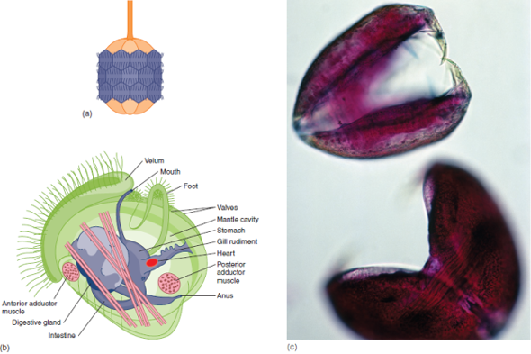 The class Bivalvia is the second largest of the molluscan classes. Bivalves are enclosed in a shell consisting of two valves. Most bivalves are filter feeders, using their mantle cavity and gills to filter food materials. Reproduction usually involves the formation of free-swimming larval stages. Bivalves live in nearly all aquatic habitats. They live completely or partially buried, attached to solid substrates, or inhabiting chambers that they bore into submerged wood, coral, or limestone. What anatomical feature typical of most molluscs and bivalve ancestors is absent in modern bivalves, and what accounts for its loss in members of this class?  FIGURE 11.13 Larval Stages of Bivalves. ( a ) Trochophore larva (0.4 mm) of Yoldia limatula. ( b ) Veliger (0.5 mm) of an oyster. ( c ) Glochidia (1.0 mm) of a freshwater clam. Note the two tooth-like hooks on upper glochidium used to attach to fish gills.    FIGURE 11.14 Class Bivalvia. This photograph shows a modification of the mantle of a freshwater bivalve ( Lampsilis reeviana ) into a lure. The edge of the bivalve shell is shown in the lower right corner of the photograph. When a fish approaches and bites at the lure, glochidia are released onto the fish.  