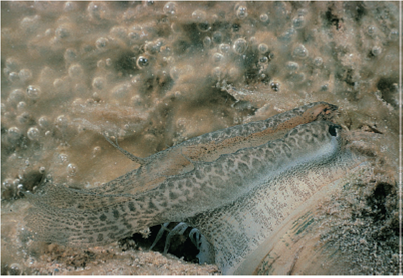 The class Bivalvia is the second largest of the molluscan classes. Bivalves are enclosed in a shell consisting of two valves. Most bivalves are filter feeders, using their mantle cavity and gills to filter food materials. Reproduction usually involves the formation of free-swimming larval stages. Bivalves live in nearly all aquatic habitats. They live completely or partially buried, attached to solid substrates, or inhabiting chambers that they bore into submerged wood, coral, or limestone. What anatomical feature typical of most molluscs and bivalve ancestors is absent in modern bivalves, and what accounts for its loss in members of this class?  FIGURE 11.13 Larval Stages of Bivalves. ( a ) Trochophore larva (0.4 mm) of Yoldia limatula. ( b ) Veliger (0.5 mm) of an oyster. ( c ) Glochidia (1.0 mm) of a freshwater clam. Note the two tooth-like hooks on upper glochidium used to attach to fish gills.    FIGURE 11.14 Class Bivalvia. This photograph shows a modification of the mantle of a freshwater bivalve ( Lampsilis reeviana ) into a lure. The edge of the bivalve shell is shown in the lower right corner of the photograph. When a fish approaches and bites at the lure, glochidia are released onto the fish.  