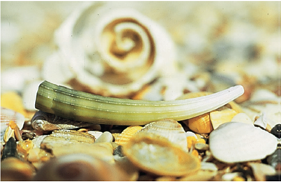 Members of the class Scaphopoda live, partially buried, in soft marine substrates. They have a conical shell that is open at both ends, and the apex of the shell projects above the substrate into the water. Development is external with trochophore and veliger larval stages. What features of members of the class Scaphopoda (if any) would be considered atypical of molluscs in general? FIGURE 11.21 Class Scaphopoda. This conical shell is open at both ends. In its living state, the animal is mostly buried, with the apex of the shell projecting into the water.