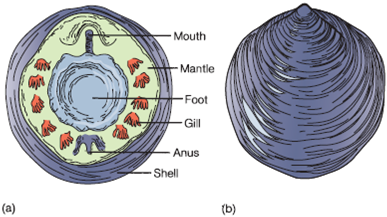 Monoplacophorans are deep-water marine molluscs that are unique in having serially repeated gills and foot-retractor muscles. Shortly after the discovery of Neopilina, many biologists suggested that the molluscs and annelids might share a common ancestry. What would have led these biologists to this hypothesis? FIGURE 11.22 Class Monoplacophora. ( a ) Ventral and ( b ) dorsal views of Neopilina.