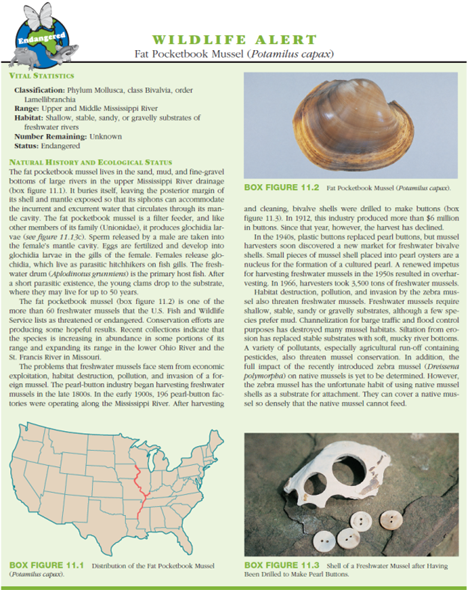 Molluscs are lophotrochozoans with distant ties to the Annelida and other phyla. They originated more than 500 million years ago. Members of the classes Caudofoveata and Solenogastres probably most closely resemble ancestral molluscs. Molluscs underwent rapid adaptive radiation during the Cambrian period. What features of members of the class Polyplacophora suggest that they were derived after solenogasters and caudofoveates, but before all other molluscs?    FIGURE 11.24 Molluscan Phylogeny. Cladogram showing possible evolutionary relationships among the molluscs.  