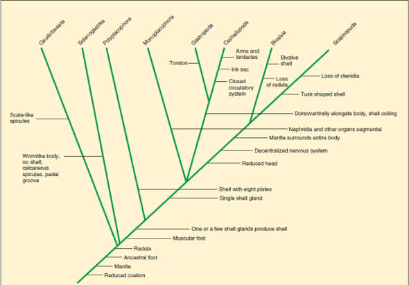 Molluscs are lophotrochozoans with distant ties to the Annelida and other phyla. They originated more than 500 million years ago. Members of the classes Caudofoveata and Solenogastres probably most closely resemble ancestral molluscs. Molluscs underwent rapid adaptive radiation during the Cambrian period. What features of members of the class Polyplacophora suggest that they were derived after solenogasters and caudofoveates, but before all other molluscs?    FIGURE 11.24 Molluscan Phylogeny. Cladogram showing possible evolutionary relationships among the molluscs.  