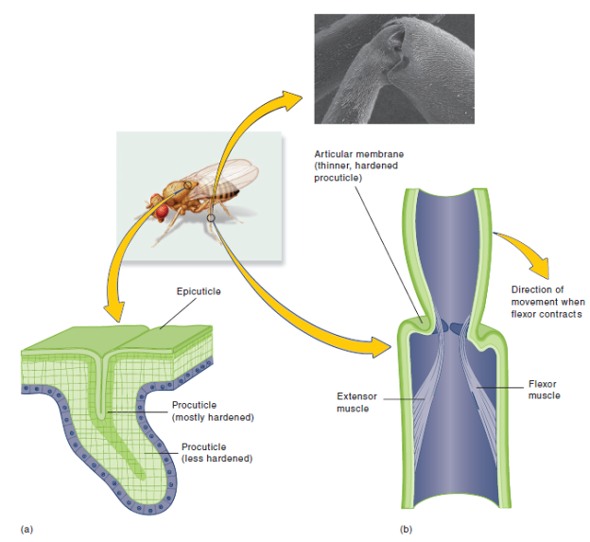 The exoskeleton or cuticle covers the entire body of an arthropod. The exoskeleton consists of two layers, the epicuticle and the partially hardened procuticle. The growth of an arthropod is accompanied by periodic molting of the exoskeleton, a process called ecdysis. What properties of the exoskeleton provide for each of the following functions: protection from mechanical injury, protection against desiccation, storing energy for jumping, attachment of muscles, and flexibility?  FIGURE 14.4 Modifications of the Exoskeleton. ( a ) Invaginations of the exoskeleton result in firm ridges and bars when the outer procuticle in the region of the invagination remains thick and hard. These are muscle attachment sites. ( b ) Regions where the outer procuticle is thinned are flexible and form membranes and joints. From: A LIFE OF INVERTEBRATES © 1979 W. D. Russell-Hunter.  