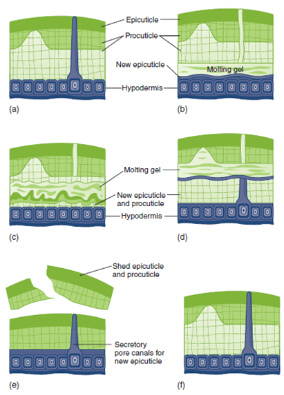 The hemocoel of arthropods is an internal cavity that develops from the embryonic blastocoel and provides a cavity for their open circulatory system. The coelom of modern arthropods forms small cavities around gonads and sometimes excretory structures. How is a hemocoel different from a coelom (see chapter 7)? FIGURE 14.5 Events of Ecdysis. ( a and b ) During preecdysis, the hypodermis detaches from the exoskeleton, and the space between the old exoskeleton and the hypodermis fills with a fluid called molting gel. ( c and d ) The hypodermis begins secreting a new epicuticle, and a new procuticle forms as the old procuticle is digested. The products of digestion are incorporated into the new procuticle. Note that the new epicuticle and procuticle are wrinkled beneath the old exoskeleton to allow for increased body size after ecdysis. ( e ) Ecdysis occurs when the animal swallows air or water, and the exoskeleton splits along predetermined ecdysal lines. The animal pulls out of the old exoskeleton. ( f ) After ecdysis, the new exoskeleton hardens by calcium carbonate deposition and/or sclerotization, and pigments are deposited in the outer layers of the procuticle. Additional material is added to the epicuticle.
