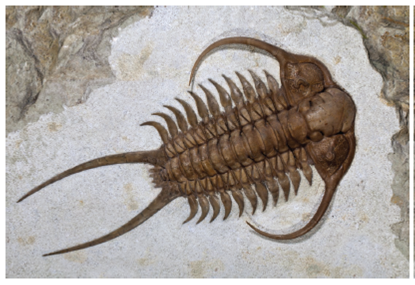 Trilobites were a dominant form of life 600 to 345 mya and are now known only from fossils. Their bodies had three longitudinal sections and three tagmata: head, thorax, and pygidium. Their biramous appendages were probably used in crawling, digging, and swimming. What aspect of trilobite structure inspired their subphylum name?  FIGURE 14.6 Trilobite Structure. The trilobite body had three longitudinal sections (thus, the subphylum name). It was also divided into three tagmata. A head, or cephalon, bore a pair of antennae and eyes. The trunk, or thorax, bore appendages for swimming or walking. A series of posterior segments formed the pygidium, or tail. Cheirusus ingricus sp. is shown here.  