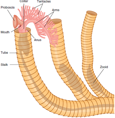 The phylum Hemichordata includes the classes Enteropneusta and Pterobranchia. The enteropneusts live in U-shaped burrows in intertidal sandy and muddy substrates. They feed on detritus, which clings to their conical proboscis. Reproduction involves external fertilization and the development of a planktonic tornaria larval stage. Pterobranchs live in secreted tubes in shallow marine waters. They filter feed using cilia-covered arms and tentacles. Asexual budding and external fertilization with the development of a planula-like larval stage are common forms of reproduction. How are the larval stages of enteropneusts similar to those found in the echinoderms? Why might these similarities be important? FIGURE 16.18 External Structure of the Pterobranch Rhabdopleura. Ciliated tracts on tentacles and arms direct food particles toward the mouth (5 mm).