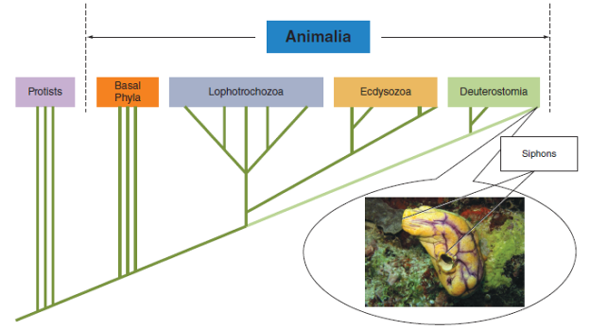 Members of the phylum Chordata are derived from a common deuterosomate ancestor along with the Echinodermata and Hemichordata. What important character is shared by deuterostomes (but was lost early in the echinoderm lineage)?  FIGURE 17.1 Evolutionary Relationships of Chordata to Other Animals. This figure shows one interpretation of the relationships of the Chordata to other members of the animal kingdom ( see inside front cover ). The relationships depicted here are based on evidence from developmental and molecular biology. Chordates are placed within the Deuterostomia along with the Echinodermata and Hemichordata. This tunicate, or sea squirt ( Polycarpa aurata ), is an invertebrate chordate that attaches to substrates in marine environments. Note the two siphons for circulating water through a filter-feeding apparatus.  