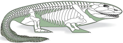 Fossils of ancient sarcopterygian fish and early amphibians, such as Ichthyostega , provide ample evidence of the evolutionary transition between fish and amphibians. Ancient tetrapods gave rise to numerous lineages, including the Lissamphibia (modern amphibians) and the amniotes. The relationship among these lineages is controversial. Why is the use of the class designation for members of the Amphibia phylogenetically incorrect?  FIGURE 19.2 Ichthyostega: An Early Amphibian. Fossils of this early amphibian were discovered in eastern Greenland in late Devonian deposits. The total length of the restored specimen is about 65 cm. Terrestrial adaptations are heavy pectoral and pelvic girdles and sturdy limbs that probably helped push the body across the ground. Strong jaws suggest that it was a predator in shallow water, perhaps venturing onto shore. Other features include a skull that is similar in structure to that of ancient sarcopterygian fishes and a finlike tail. Note that bony rays dorsal to the spines of the vertebrae support the tail fin. This pattern is similar to the structure of the dorsal fins of fishes and is unknown in any other tetrapod. The arrangement of bony elements in the distal portion of the foreleg is unknown.    FIGURE 19.3 One Hypothesis of Evolutionary Relationships among the Tetrapods. The earliest amphibians arose during the Devonian period. There are three classes of modern amphibians and numerous extinct taxa. Amphibia is used to designate this lineage as there are many controversies surrounding the ancestry of lissamphibians. The reptiliomorph lineage of early tetrapods gave rise to reptiles (including birds), mammals, and other extinct taxa. Daggers (†) indicate extinct taxa. Synapomorphic characters for lower taxonomic groups are not indicated. The relationships depicted here are controversial. The Tetrapoda, as represented here, includes the crown-group members of this lineage.  