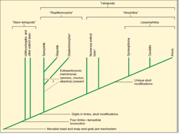 Fossils of ancient sarcopterygian fish and early amphibians, such as Ichthyostega , provide ample evidence of the evolutionary transition between fish and amphibians. Ancient tetrapods gave rise to numerous lineages, including the Lissamphibia (modern amphibians) and the amniotes. The relationship among these lineages is controversial. Why is the use of the class designation for members of the Amphibia phylogenetically incorrect?  FIGURE 19.2 Ichthyostega: An Early Amphibian. Fossils of this early amphibian were discovered in eastern Greenland in late Devonian deposits. The total length of the restored specimen is about 65 cm. Terrestrial adaptations are heavy pectoral and pelvic girdles and sturdy limbs that probably helped push the body across the ground. Strong jaws suggest that it was a predator in shallow water, perhaps venturing onto shore. Other features include a skull that is similar in structure to that of ancient sarcopterygian fishes and a finlike tail. Note that bony rays dorsal to the spines of the vertebrae support the tail fin. This pattern is similar to the structure of the dorsal fins of fishes and is unknown in any other tetrapod. The arrangement of bony elements in the distal portion of the foreleg is unknown.    FIGURE 19.3 One Hypothesis of Evolutionary Relationships among the Tetrapods. The earliest amphibians arose during the Devonian period. There are three classes of modern amphibians and numerous extinct taxa. Amphibia is used to designate this lineage as there are many controversies surrounding the ancestry of lissamphibians. The reptiliomorph lineage of early tetrapods gave rise to reptiles (including birds), mammals, and other extinct taxa. Daggers (†) indicate extinct taxa. Synapomorphic characters for lower taxonomic groups are not indicated. The relationships depicted here are controversial. The Tetrapoda, as represented here, includes the crown-group members of this lineage.  
