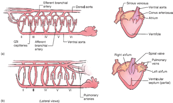Amphibian body systems show adaptations for their double life in the water and on land. An amphibian's skin is thin and glandular. It must remain moist as it functions in defense, gas exchange, temperature regulation, and water regulation. The amphibian skeleton is modified to provide flexibility and support on land. Adult amphibians are carnivores. The amphibian heart, with its undivided ventricle, pumps blood into carotid, pulmonary, and systemic arteries. Separation of pulmonary and systemic circuits is unnecessary as gas exchange occurs across lung capillaries, the skin, and moist surfaces of the mouth and pharynx. Visual and auditory senses are important in feeding, reproduction, and many other functions. Amphibians excrete ammonia, uric acid, and urea. In freshwater, osmoregulation rids the body of excess water and conserves ions. On land, behavioral and physiological processes conserve water. Reproduction involves external or internal fertilization, larval development in moist environments, and metamorphosis to the adult. Vocalization and other courtship behaviors are often used in attracting mates in anurans where fertilization is external. In salamanders, males use visual and chemical signals to attract females to spermatophores. What evidence is there in the circulatory systems of amphibians and lungfish (see figure 18.15) of the sarcopterygian ancestry of amphibians?  FIGURE 18.15 Circulatory System of Fishes. Diagrammatic representation of the circulatory systems of ( a ) bony fishes and ( b ) lungfishes. Hearts are drawn from a ventral view. Major branches of arteries carrying blood to and from the gills are called branchial arteries (or embryologically, aortic arches) and are numbered with Roman numerals. They begin with II because aortic arch I is lost during embryonic development.  