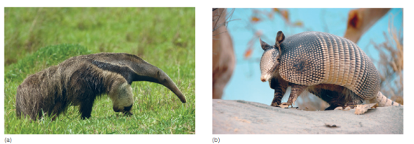 Mammals are characterized by hair, mammary glands, specialized teeth, three middle-ear ossicles, and endothermy. The evolution of mammals was strongly influenced by continental movements that separated a single landmass, Pangaea, first into southern and northern supercontinents and later into the continents of North America, Europe, and Asia. These and other movements isolated groups of mammals, resulting in four clades. Placental mammals are further divided into 18 orders. How are biogeographic events important influences on mammalian evolution?  FIGURE 22.5 Order Xenarthra. ( a ) A giant anteater ( Myrmecophaga tridactyla ). Anteaters lack teeth. They use powerful forelimbs to tear into an insect nest and a long tongue covered with sticky saliva to capture prey. ( b ) An armadillo ( Dasypus novemcinctus ).  