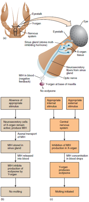 Because annelids have a well-developed and cephalized nervous system, a well-developed circulatory system, and a large coelom, their well-developed endocrine control of physiological functions, compared to the molluscs or nematodes, is not surprising. In invertebrates, the endocrine system of a crustacean, such as a crayfish, controls such functions as molting, sex determination, and color changes. In order to better understand this molting process, see figures 25.5 and 25.6.  Explain several functions regulated by invertebrate endocrine systems.  FIGURE 25.5 Control of Ecdysis (Molting) in Crustaceans. ( a ) Neurosecretory apparatus in a crustacean eyestalk. ( b ) Flow diagram of the events inhibiting molting and ( c ) causing molting. (MIH = molt-inhibiting hormone.) Redrawn with permission from Richard C. Brusca and Gary J. Brusca. INVERVERTEBRATES. Copyright © 1990 Sinauer Associates. Inc., Sunderland, MA.    FIGURE 25.6 Control of Ecdysis (Molting) and Development (Metamorphosis) in an Insect. ( a ) Anterior end of an insect, showing the location of the brain hormone, juvenile hormone, and ecdysone secretory centers. ( b ) Flow diagram of the events initiating molting in an insect. ( c ) Flow diagram of the events of insect metamorphosis as regulated by a decrease in the production of juvenile hormone.  