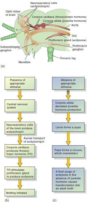 Because annelids have a well-developed and cephalized nervous system, a well-developed circulatory system, and a large coelom, their well-developed endocrine control of physiological functions, compared to the molluscs or nematodes, is not surprising. In invertebrates, the endocrine system of a crustacean, such as a crayfish, controls such functions as molting, sex determination, and color changes. In order to better understand this molting process, see figures 25.5 and 25.6. Explain several functions regulated by invertebrate endocrine systems. FIGURE 25.5 Control of Ecdysis (Molting) in Crustaceans. ( a ) Neurosecretory apparatus in a crustacean eyestalk. ( b ) Flow diagram of the events inhibiting molting and ( c ) causing molting. (MIH = molt-inhibiting hormone.) Redrawn with permission from Richard C. Brusca and Gary J. Brusca. INVERVERTEBRATES. Copyright © 1990 Sinauer Associates. Inc., Sunderland, MA. FIGURE 25.6 Control of Ecdysis (Molting) and Development (Metamorphosis) in an Insect. ( a ) Anterior end of an insect, showing the location of the brain hormone, juvenile hormone, and ecdysone secretory centers. ( b ) Flow diagram of the events initiating molting in an insect. ( c ) Flow diagram of the events of insect metamorphosis as regulated by a decrease in the production of juvenile hormone.