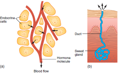 Two types of glands are found in vertebrates. Endocrine glands secrete hormones into the blood for distribution throughout the animal's body and bind to those cells or tissue that have specific receptors for the hormone. Exocrine glands secrete their products into a duct and the effect is where the duct empties. Why do we know more about the anatomy and physiology of vertebrate endocrine systems as compared to invertebrate endocrine systems?  FIGURE 25.7 Vertebrate Glands with and without Ducts. ( a ) An endocrine gland, such as the thyroid, secretes hormones into the extracellular fluid. From there, the hormones pass into blood vessels and travel throughout the body. ( b ) An exocrine gland, such as a sudoriferous (sweat) gland, secretes material (sweat) into a duct that leads to a body surface.  