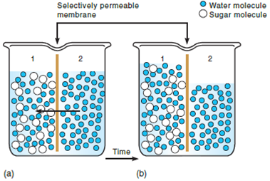 Osmotic balance must be maintained in an animal so that tissues can carry out metabolic functions in a homeostatic state. Physiological mechanisms help most vertebrates keep blood osmolarity and various ion concentrations relatively constant (homeostasis). Marine invertebrates are osmoconformers in that their body fluids are isosmotic to their environment. Most vertebrates are osmoregulators in that their body fluids are either hyperosmotic or hypoosmotic compared to their environment. During osmosis, does water move toward regions of higher or lower osmolarity (see figure 2.10)? FIGURE 2.10 Osmosis. ( a ) A selectively permeable membrane separates the beaker into two compartments. Initially, compartment 1 contains sugar and water molecules, and compartment 2 contains only water molecules. Due to molecular motion, water moves down the concentration gradient (from compartment 2 to compartment 1) by osmosis. The sugar molecules remain in compartment 1 because they are too large to pass across the membrane. ( b ) At osmotic equilibrium, the number of sugar molecules in compartment 1 does not increase, but the number of water molecules does.